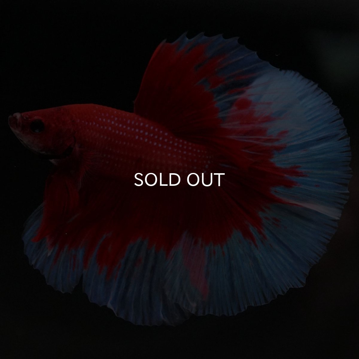 画像2: HM レッドバタフライ (2)