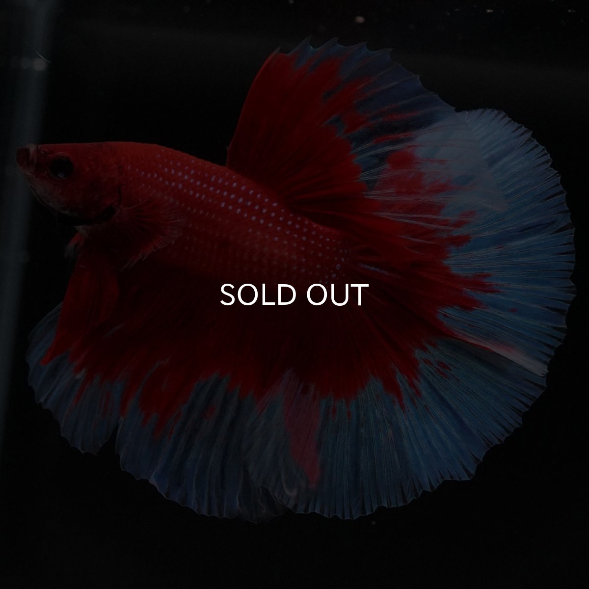 画像6: HM レッドバタフライ (6)