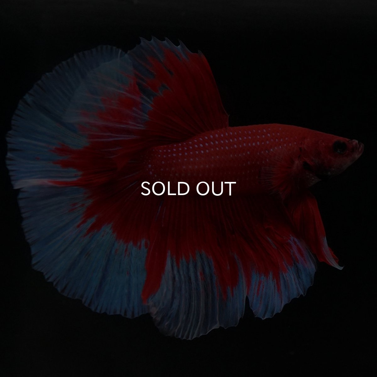 画像5: HM レッドバタフライ (5)