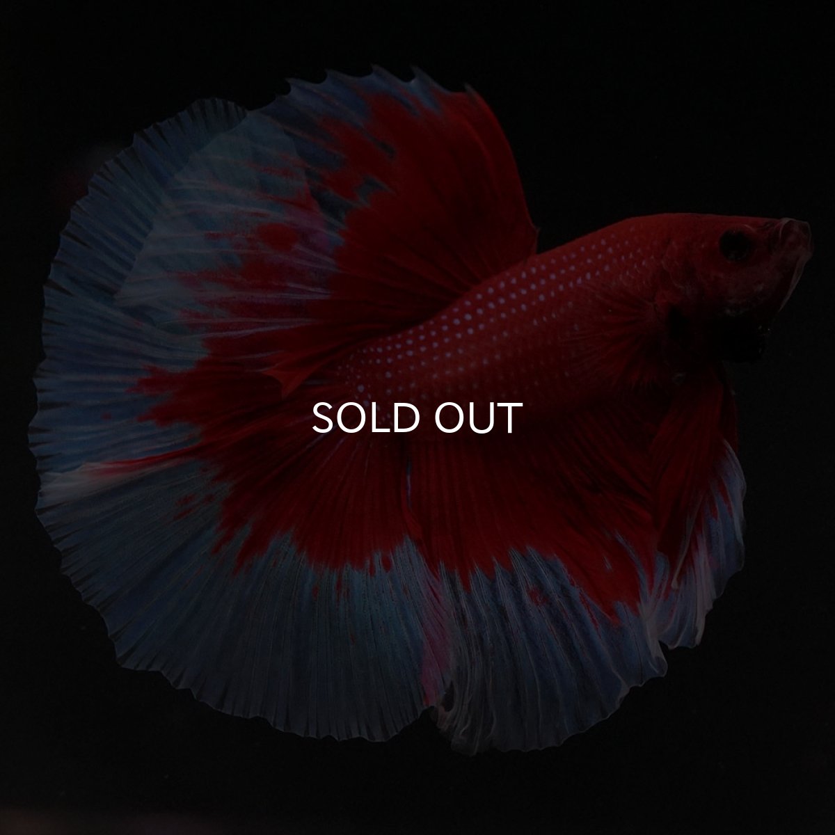 画像3: HM レッドバタフライ (3)