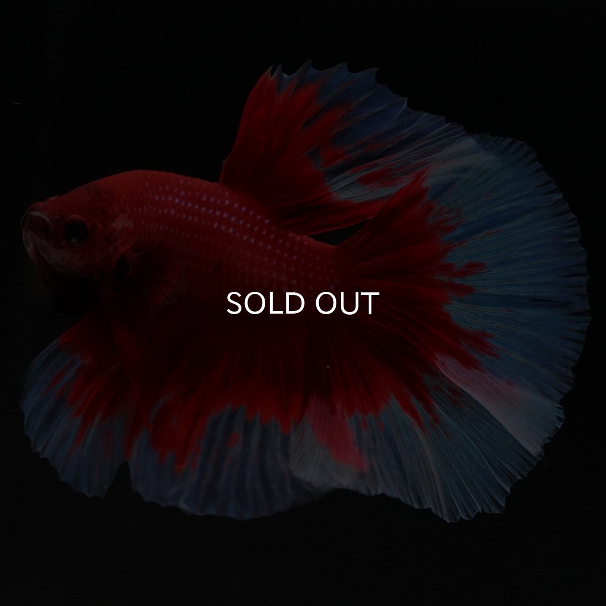 画像4: HM レッドバタフライ (4)