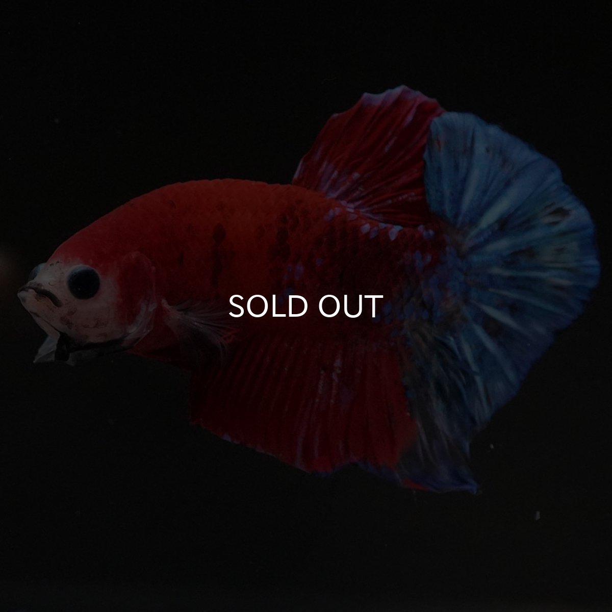 画像8: HMPK レッドファンシー (8)