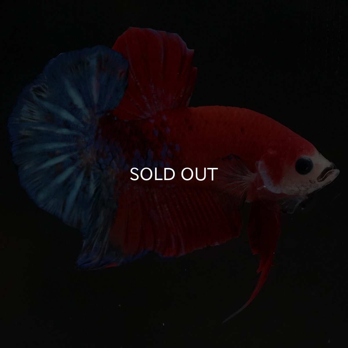 画像7: HMPK レッドファンシー (7)