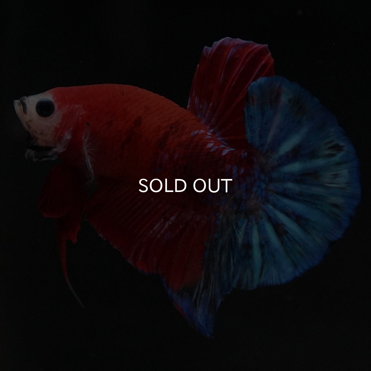 画像2: HMPK レッドファンシー (2)