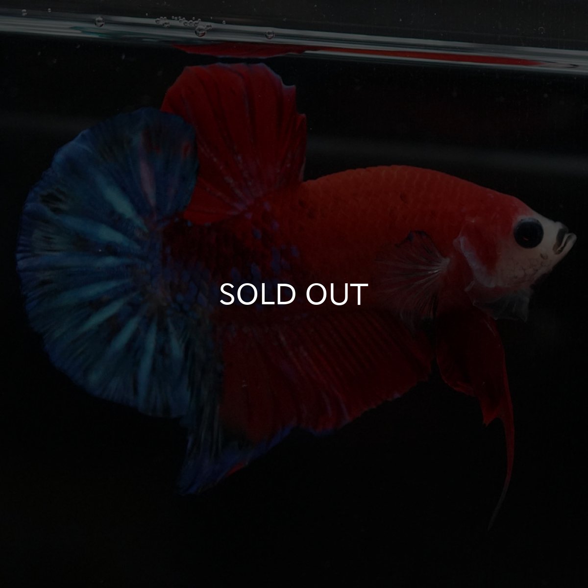 画像4: HMPK レッドファンシー (4)