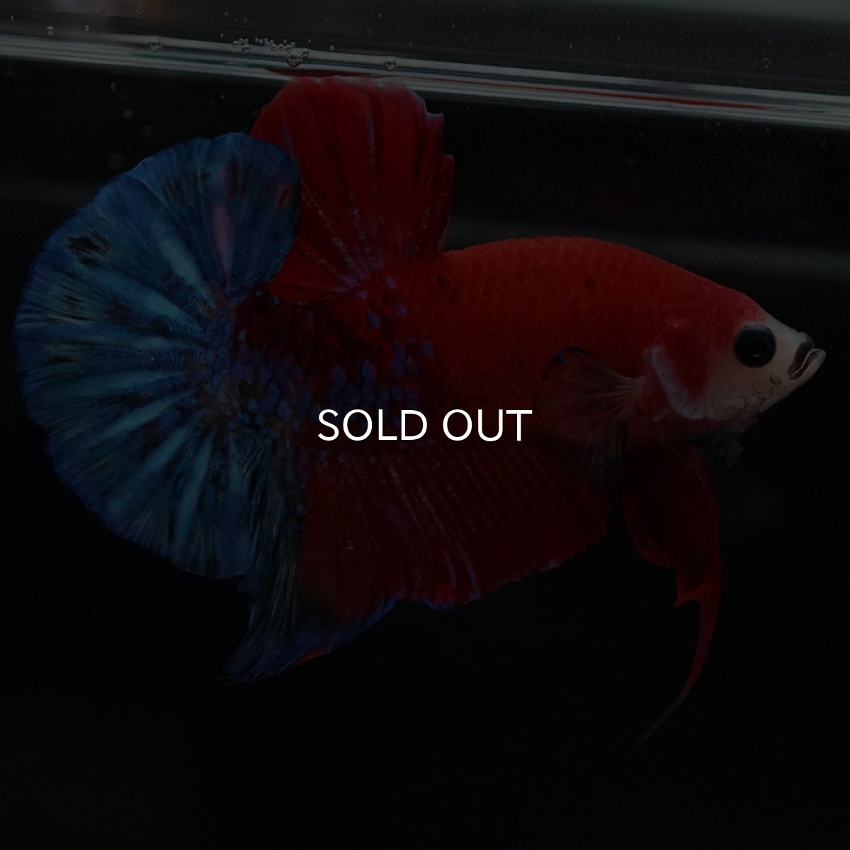 画像6: HMPK レッドファンシー (6)