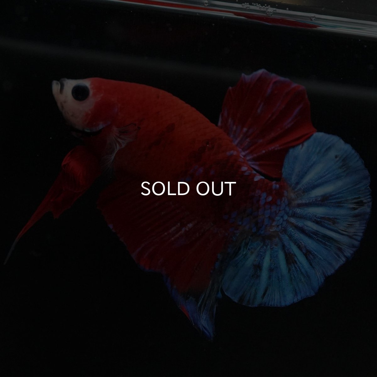 画像5: HMPK レッドファンシー (5)