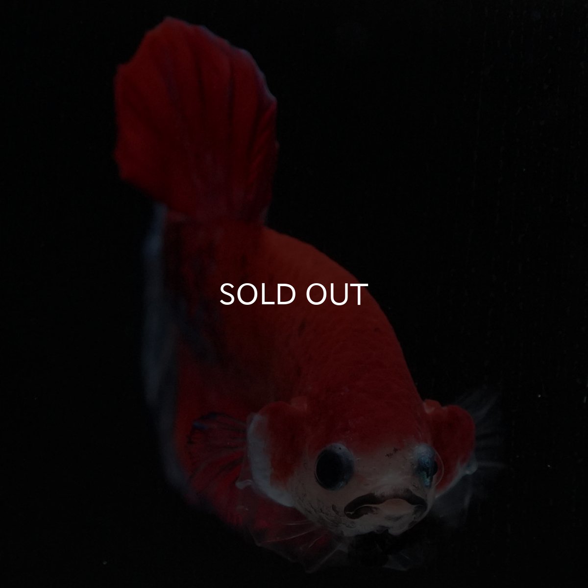 画像3: HMPK レッドファンシー (3)