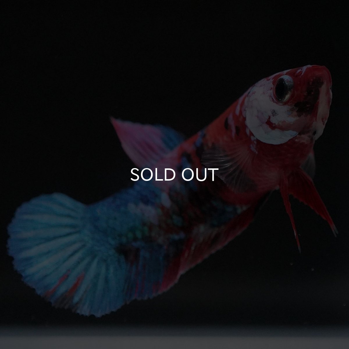 画像4: HMPK 鯉ギャラクシー メス (4)