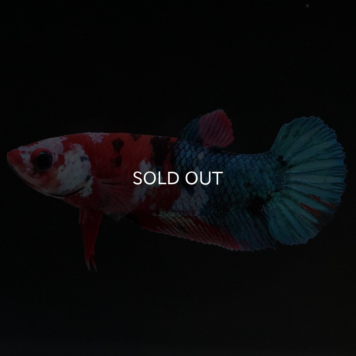 画像5: HMPK 鯉ギャラクシー メス (5)