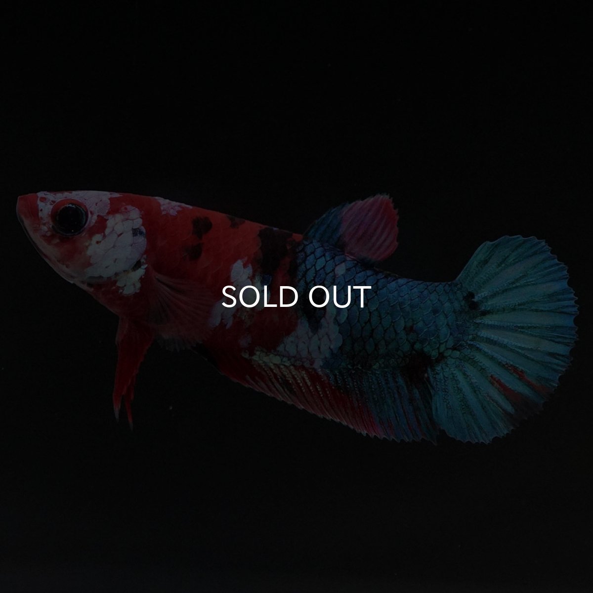 画像3: HMPK 鯉ギャラクシー メス (3)