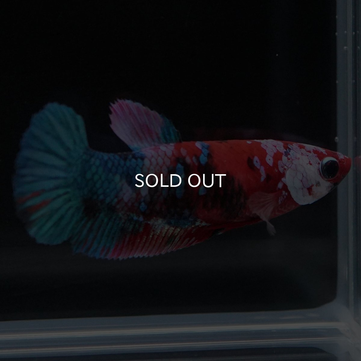 画像2: HMPK 鯉ギャラクシー メス (2)