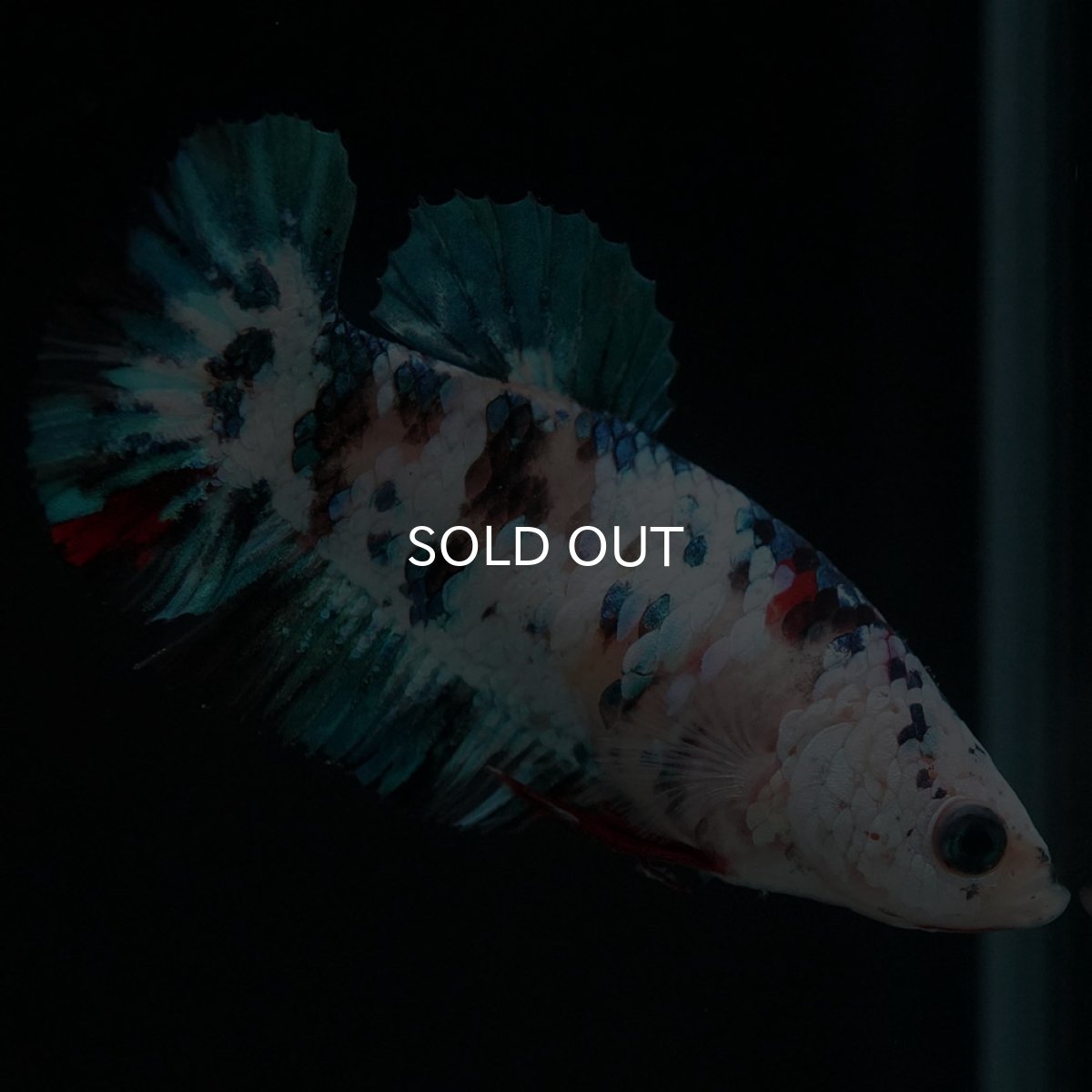 画像4: HMPK 鯉ギャラクシー メス (4)