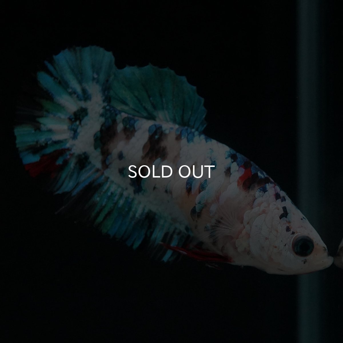 画像2: HMPK 鯉ギャラクシー メス (2)