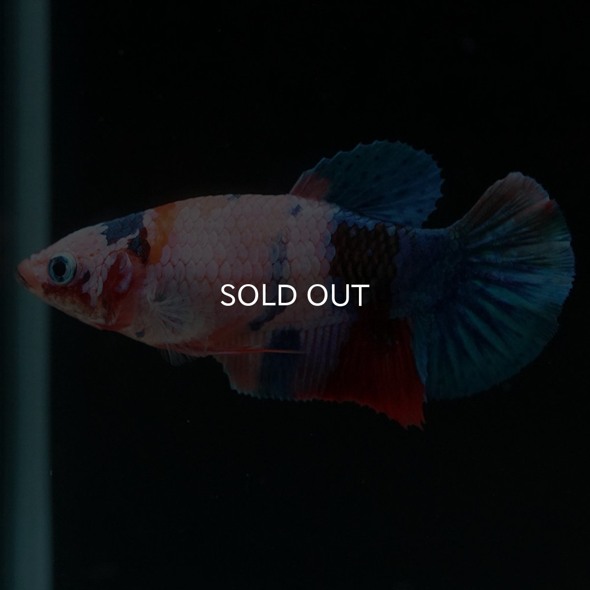 画像4: HMPK キャンディ メス (4)