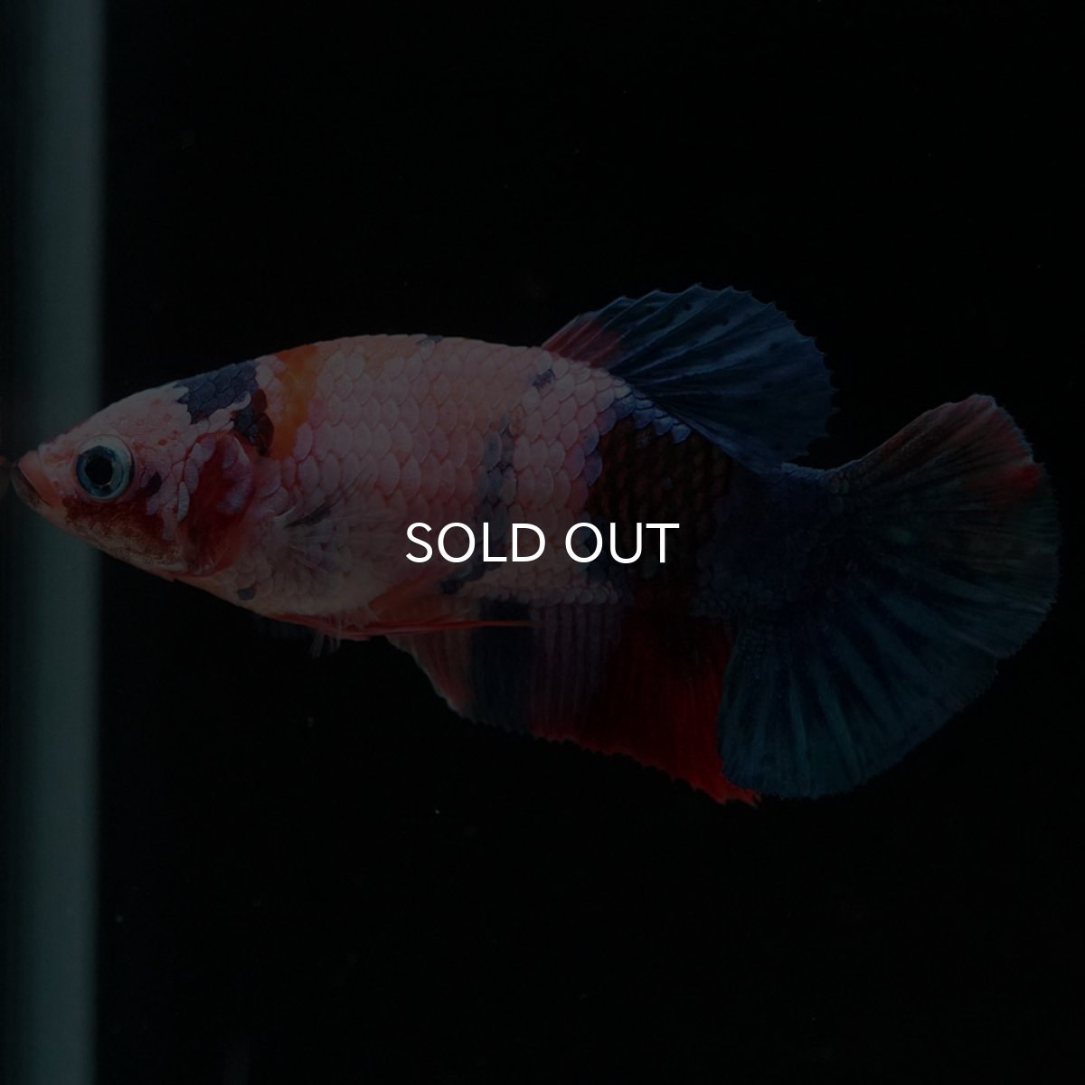 画像2: HMPK キャンディ メス (2)