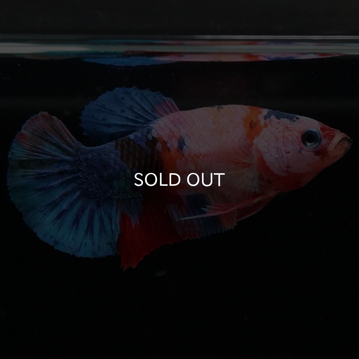 画像6: HMPK キャンディ メス (6)