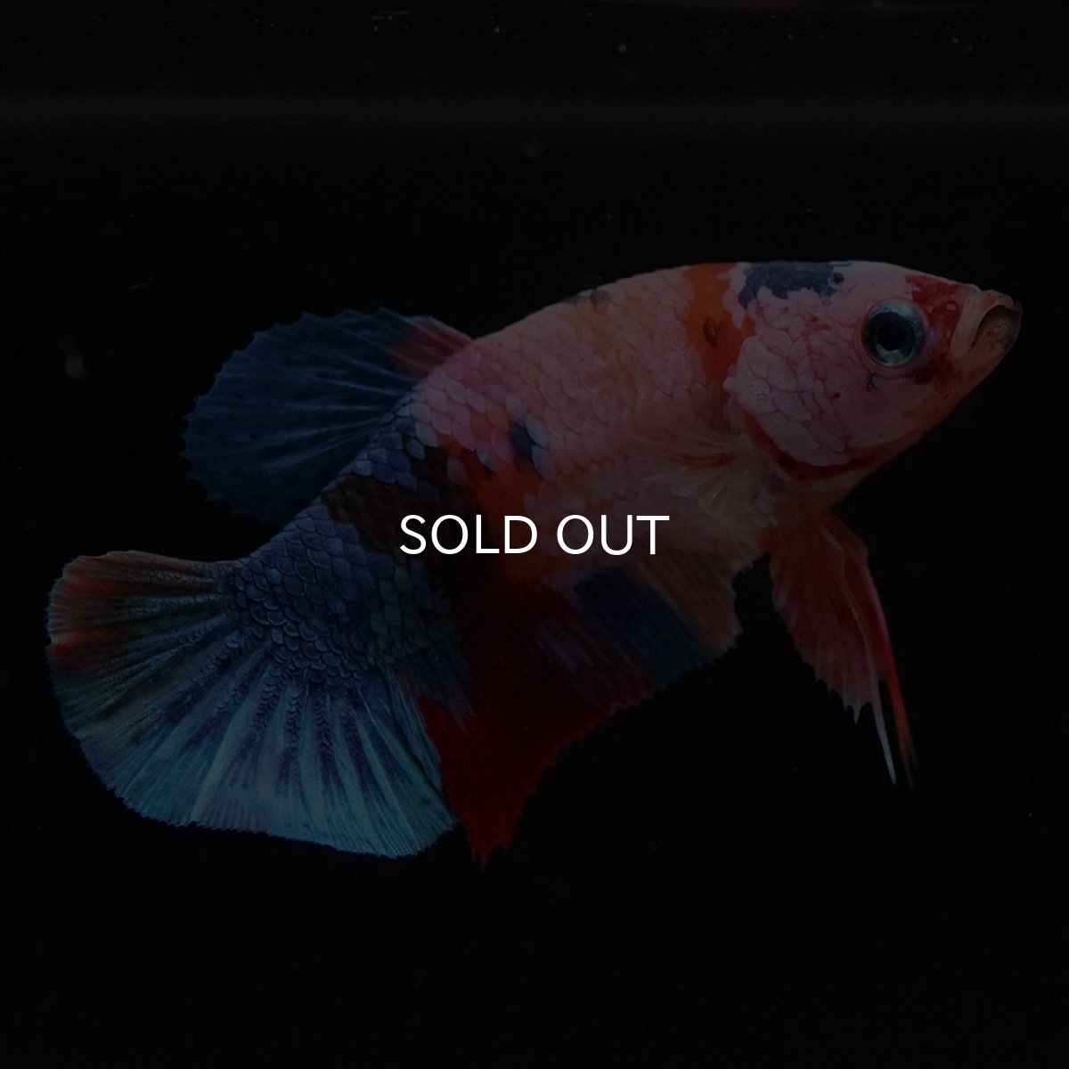 画像5: HMPK キャンディ メス (5)