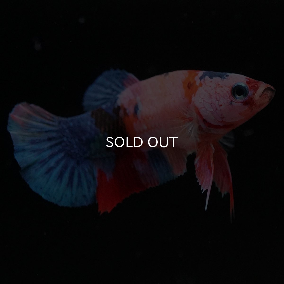 画像3: HMPK キャンディ メス (3)