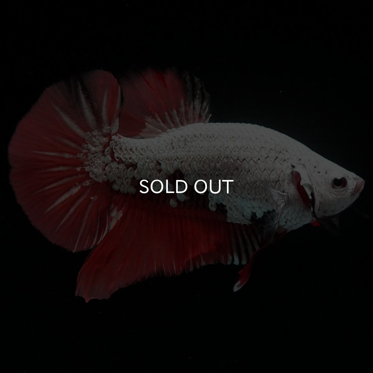 画像5: HMPK プラチナブラックレッドドラゴン 変わり柄 (5)