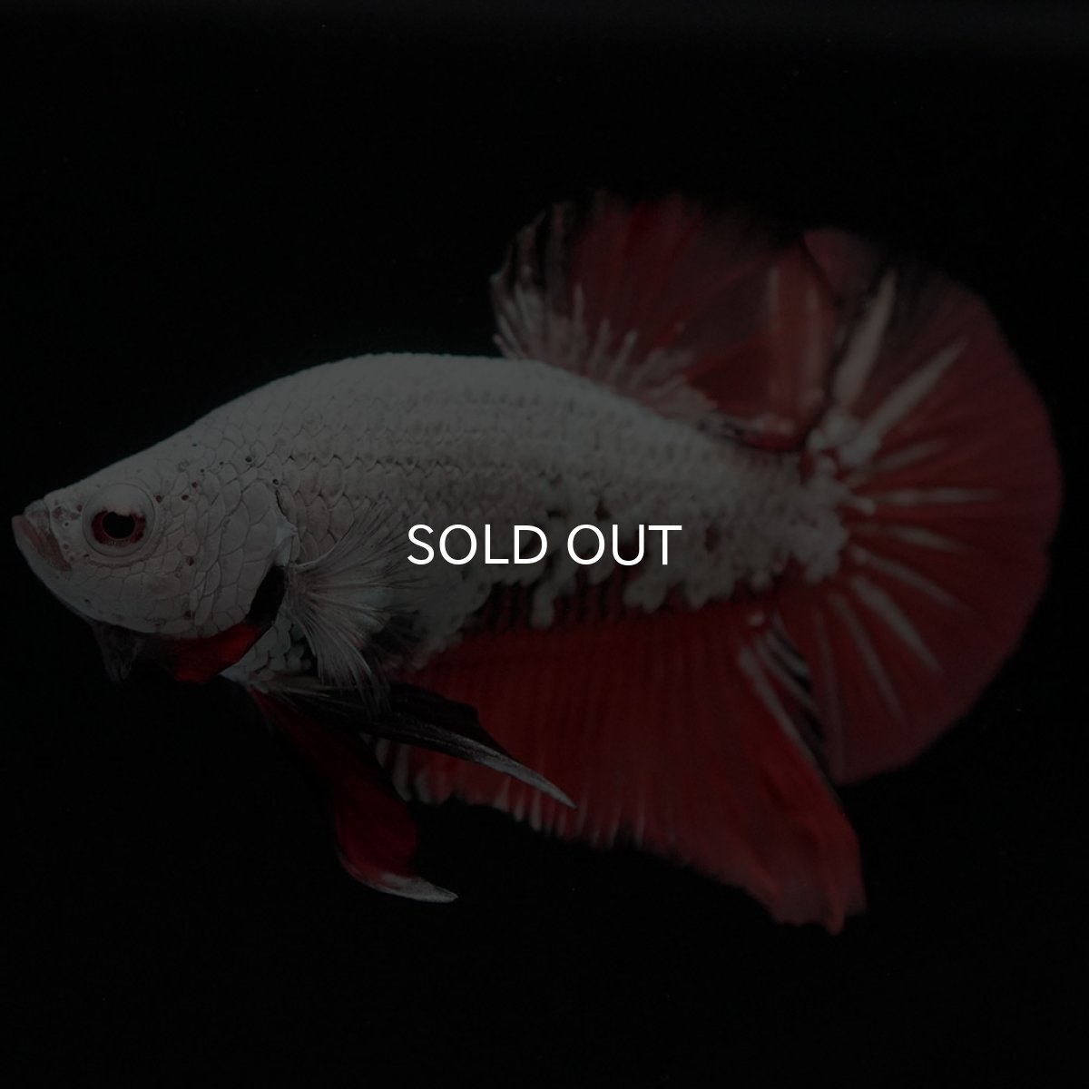 画像6: HMPK プラチナブラックレッドドラゴン 変わり柄 (6)