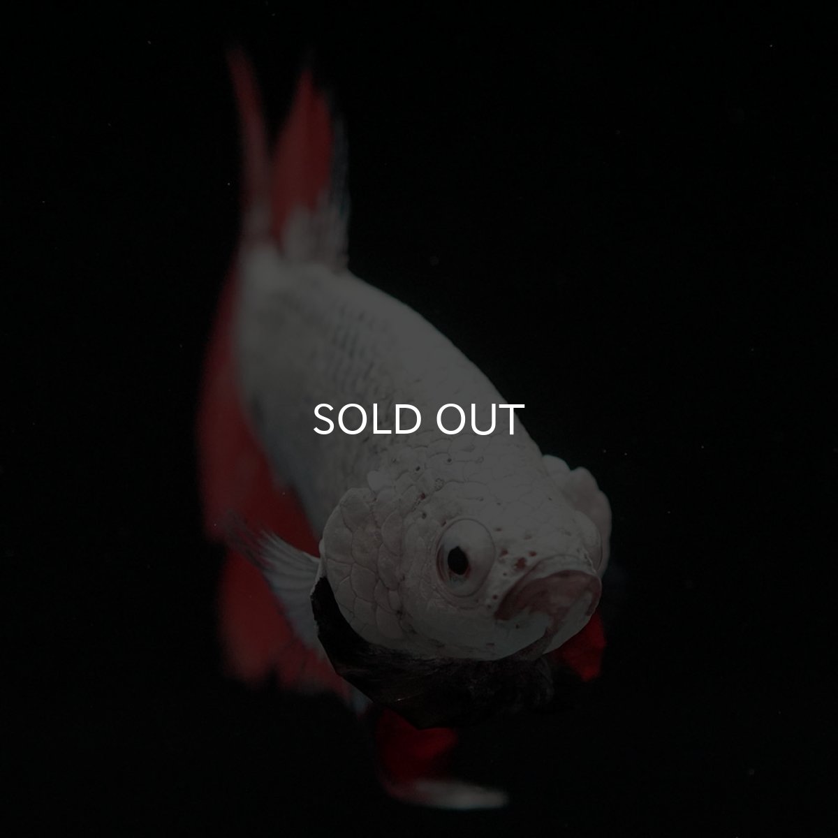 画像3: HMPK プラチナブラックレッドドラゴン 変わり柄 (3)