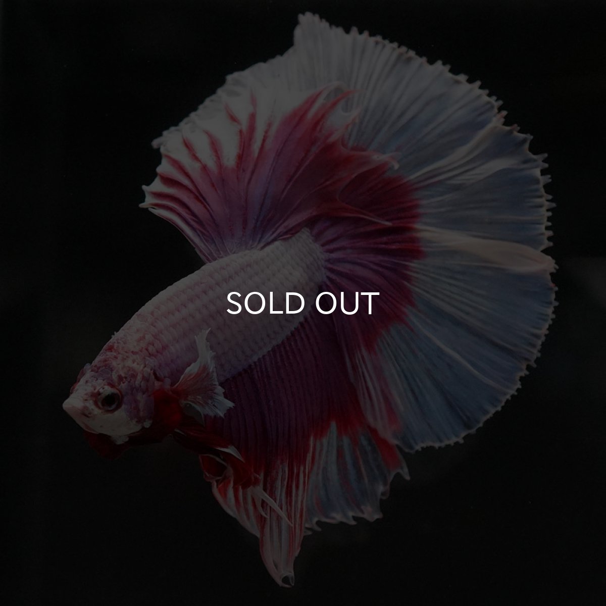 画像2: HM ラベンダーバタフライ (2)