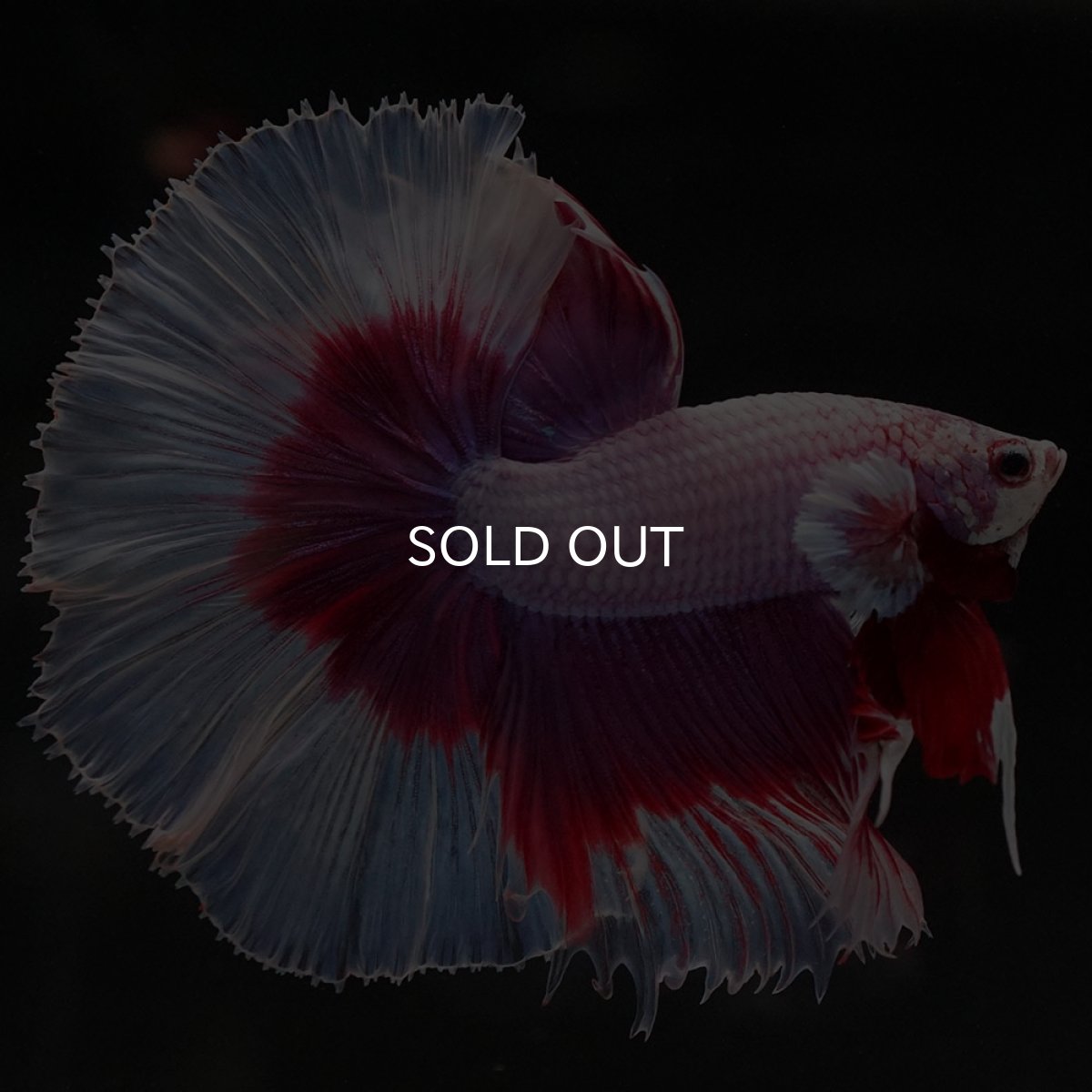 画像5: HM ラベンダーバタフライ (5)