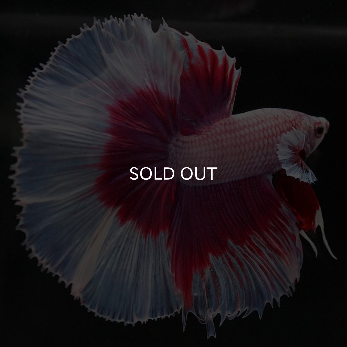 画像3: HM ラベンダーバタフライ (3)