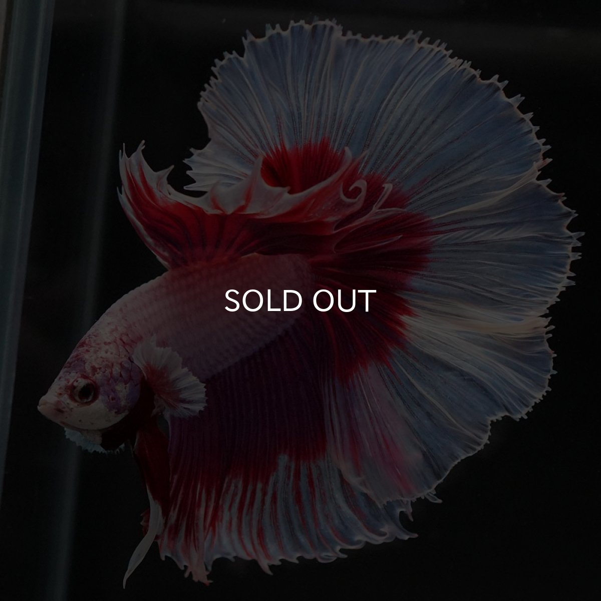 画像4: HM ラベンダーバタフライ (4)