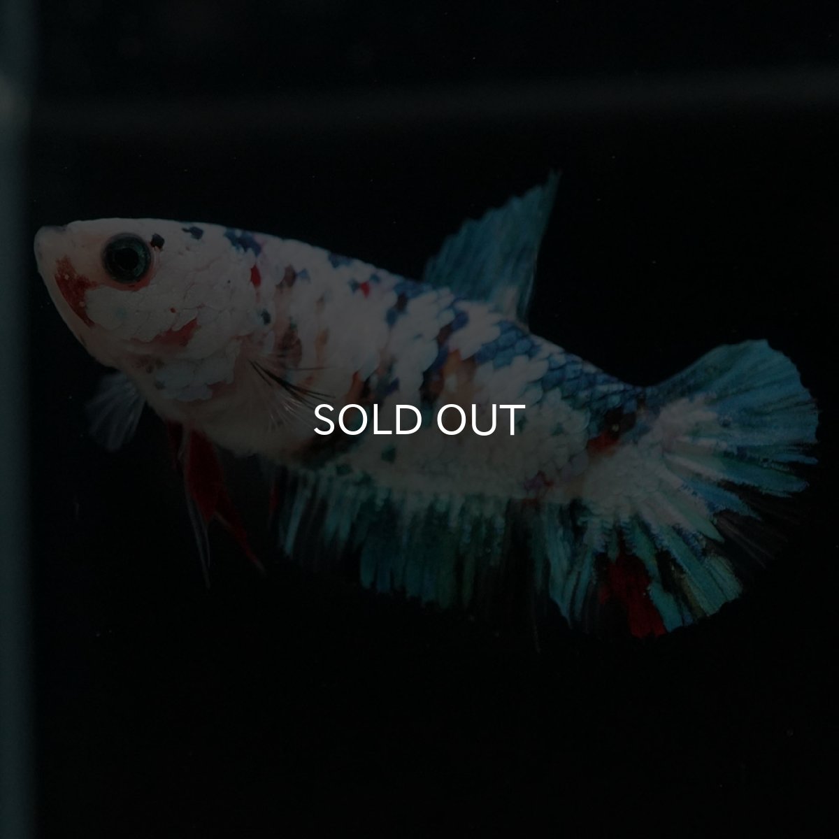 画像5: HMPK 鯉ギャラクシー メス (5)