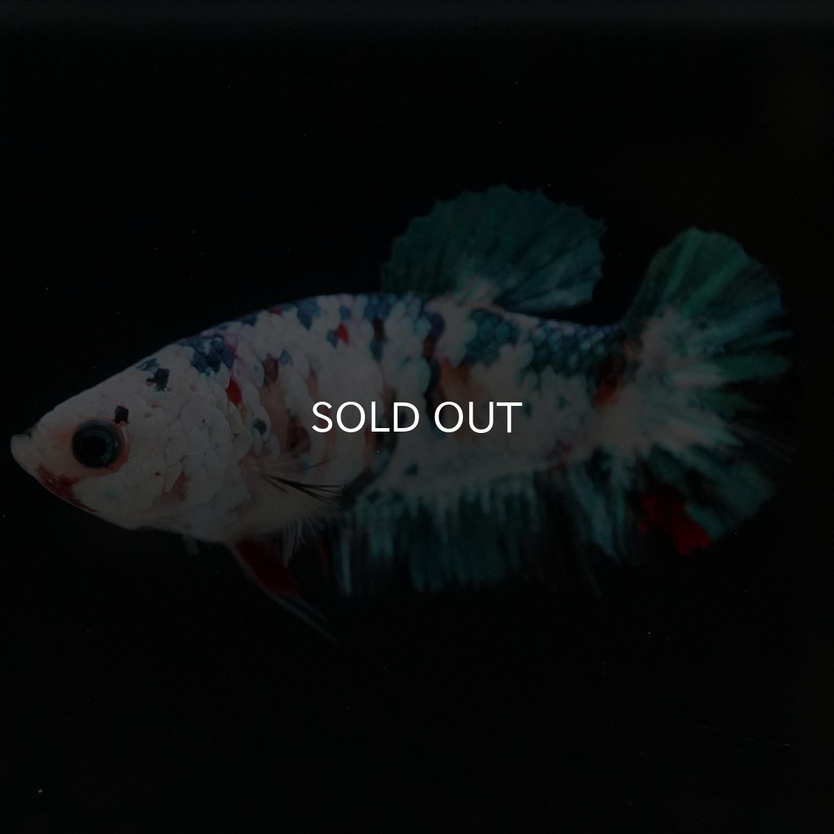 画像3: HMPK 鯉ギャラクシー メス (3)