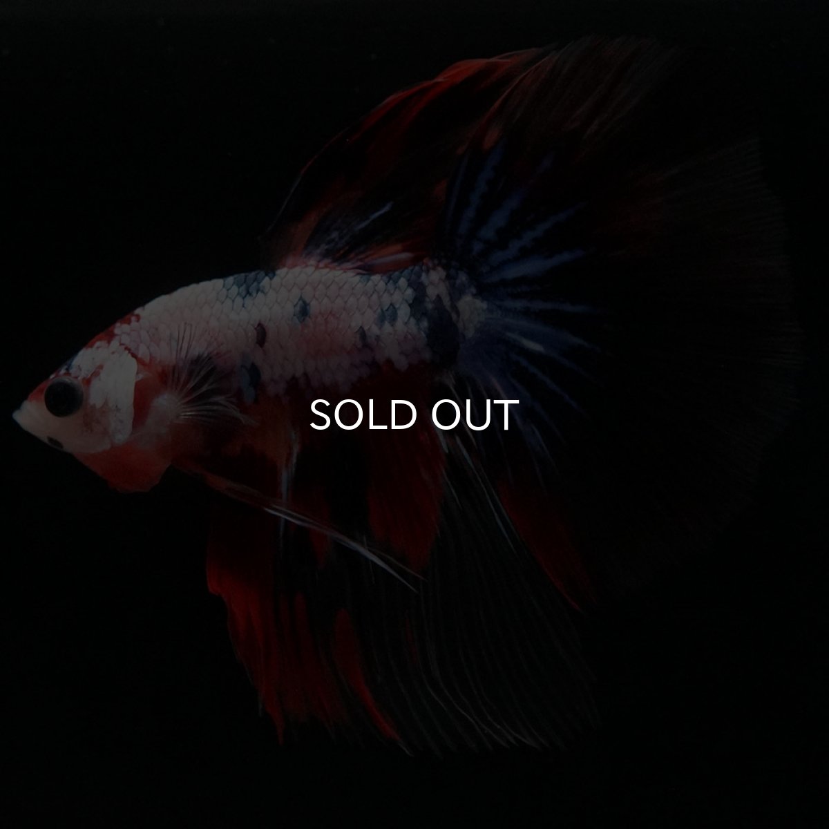 画像2: HM キャンディレインボー (2)