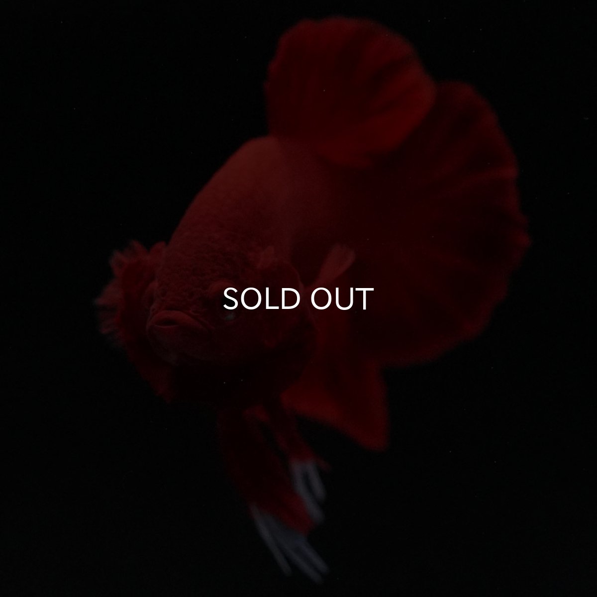 画像3: HMPK　ソリッドレッド (3)