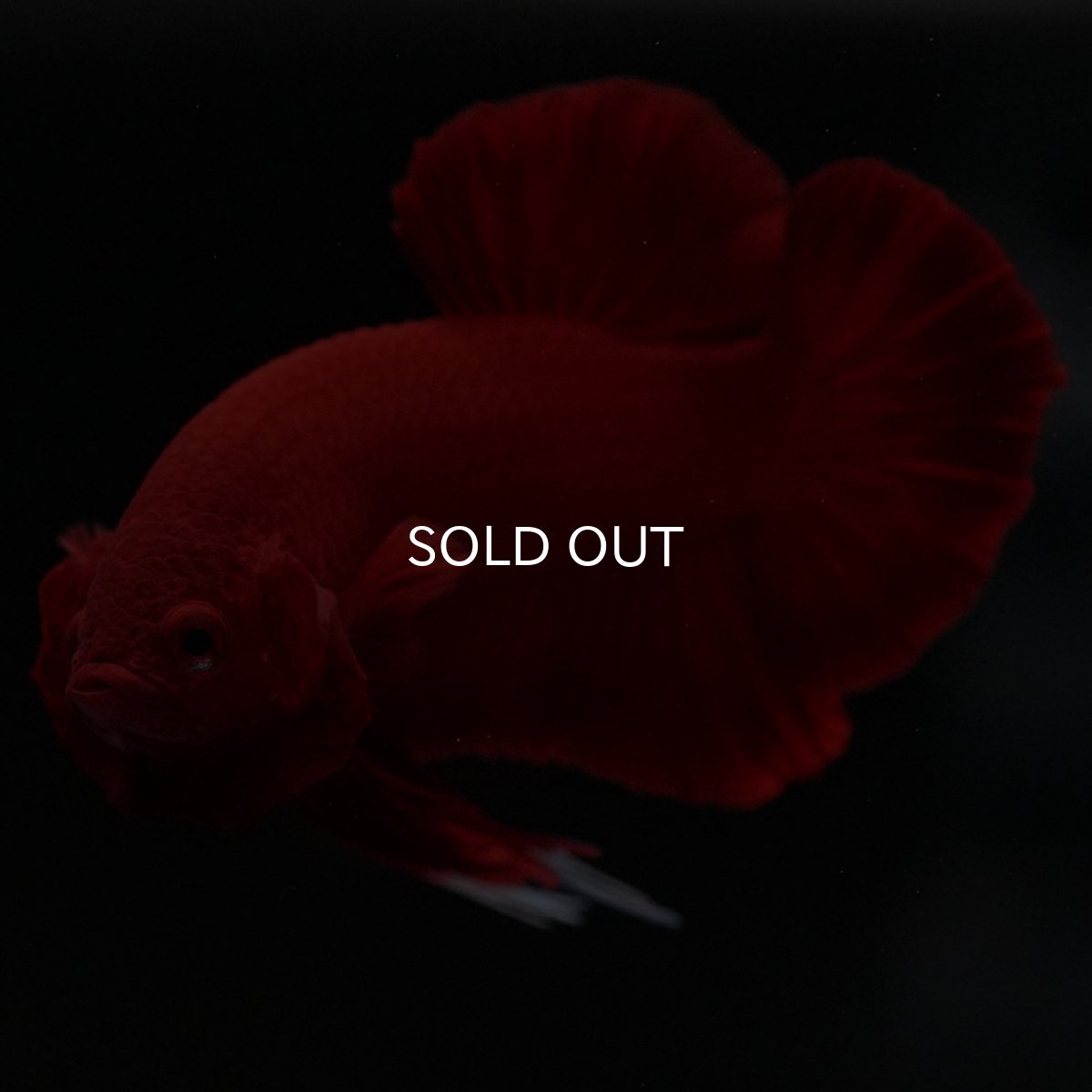 画像10: HMPK　ソリッドレッド (10)