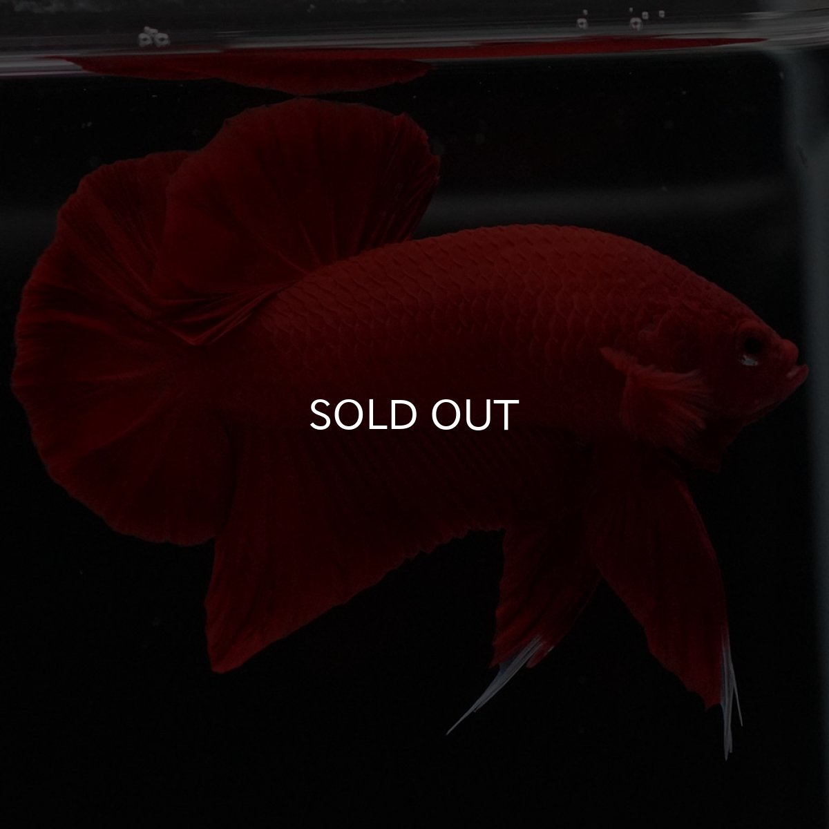 画像8: HMPK　ソリッドレッド (8)