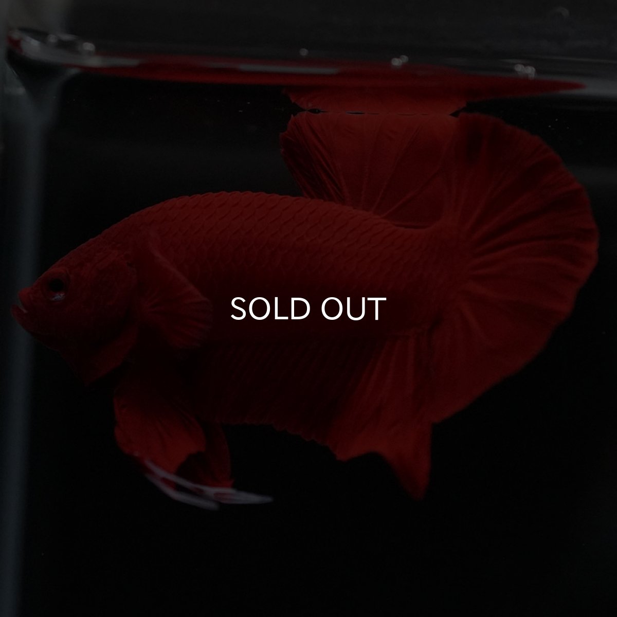 画像7: HMPK　ソリッドレッド (7)