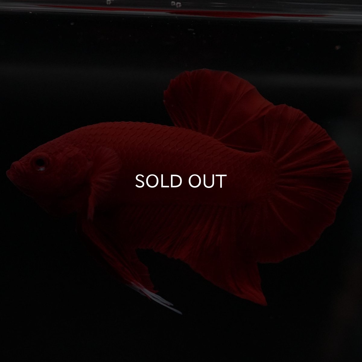 画像9: HMPK　ソリッドレッド (9)