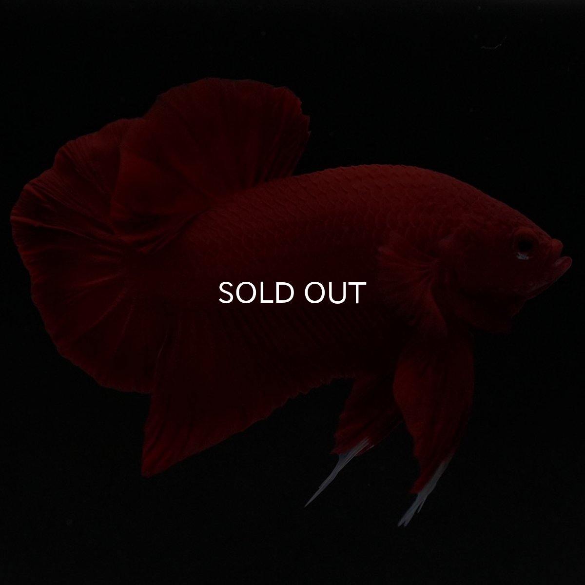 画像6: HMPK　ソリッドレッド (6)