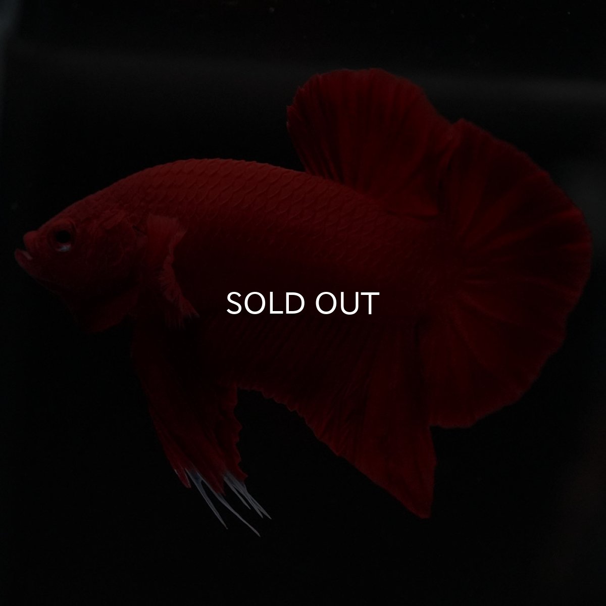 画像2: HMPK　ソリッドレッド (2)