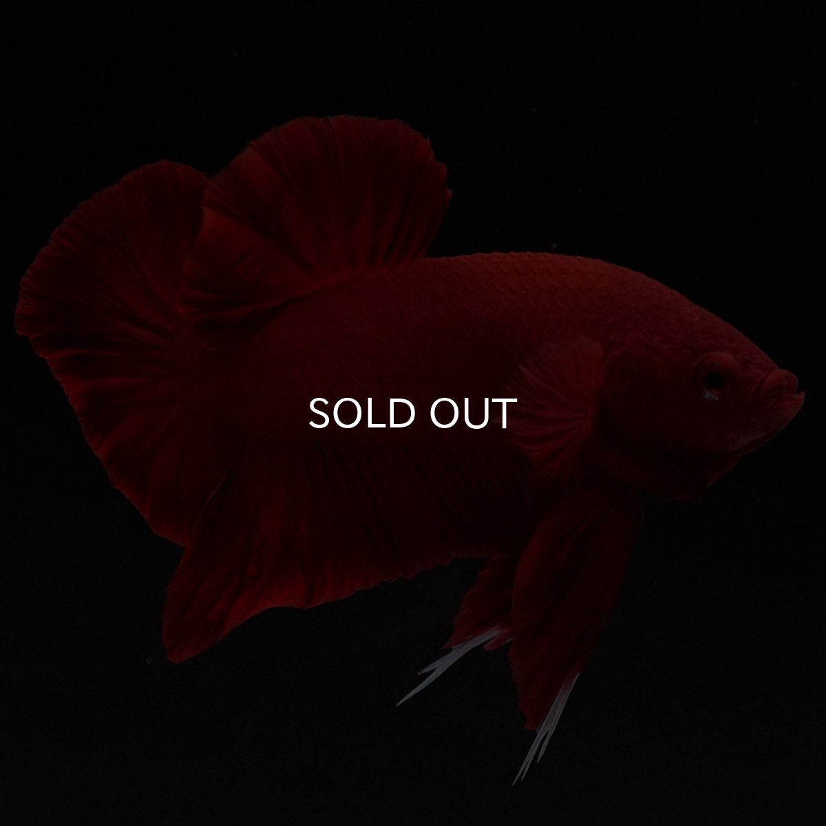 画像4: HMPK　ソリッドレッド (4)