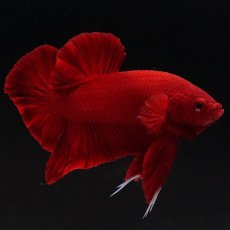 画像4: HMPK　ソリッドレッド (4)