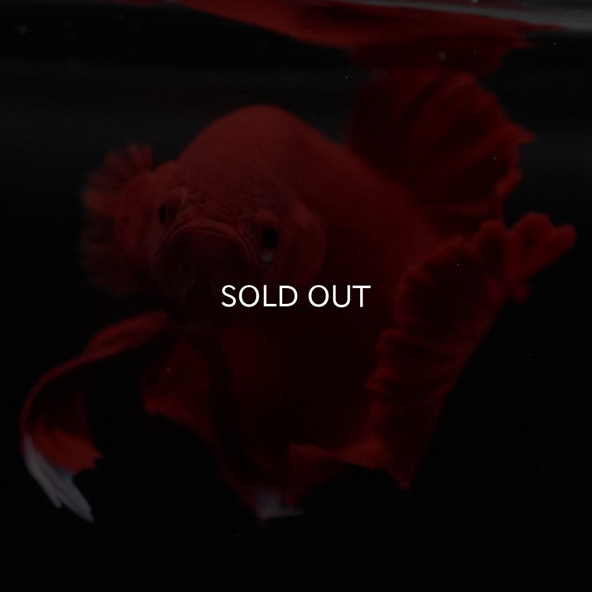 画像11: HMPK　ソリッドレッド (11)