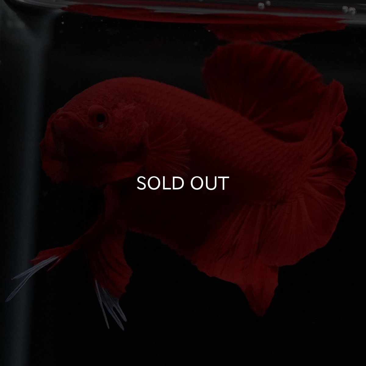 画像5: HMPK　ソリッドレッド (5)