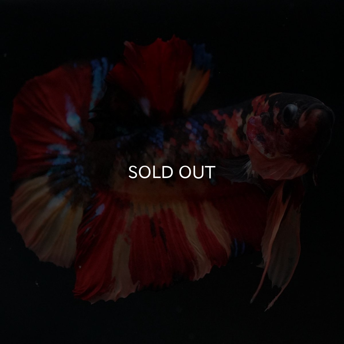 画像4: HMPK キャンディ (4)