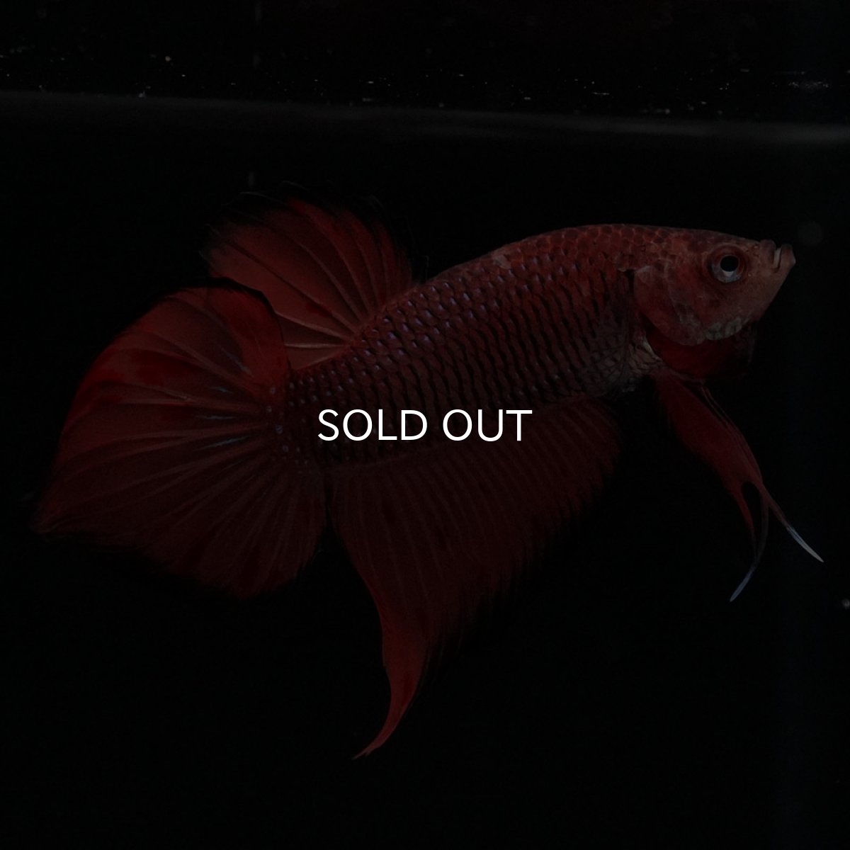 画像5: ワイルドハイブリッド (5)