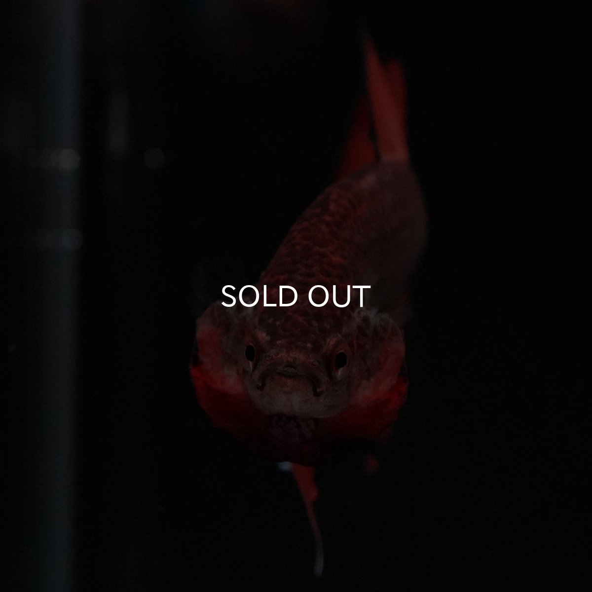 画像6: ワイルドハイブリッド (6)