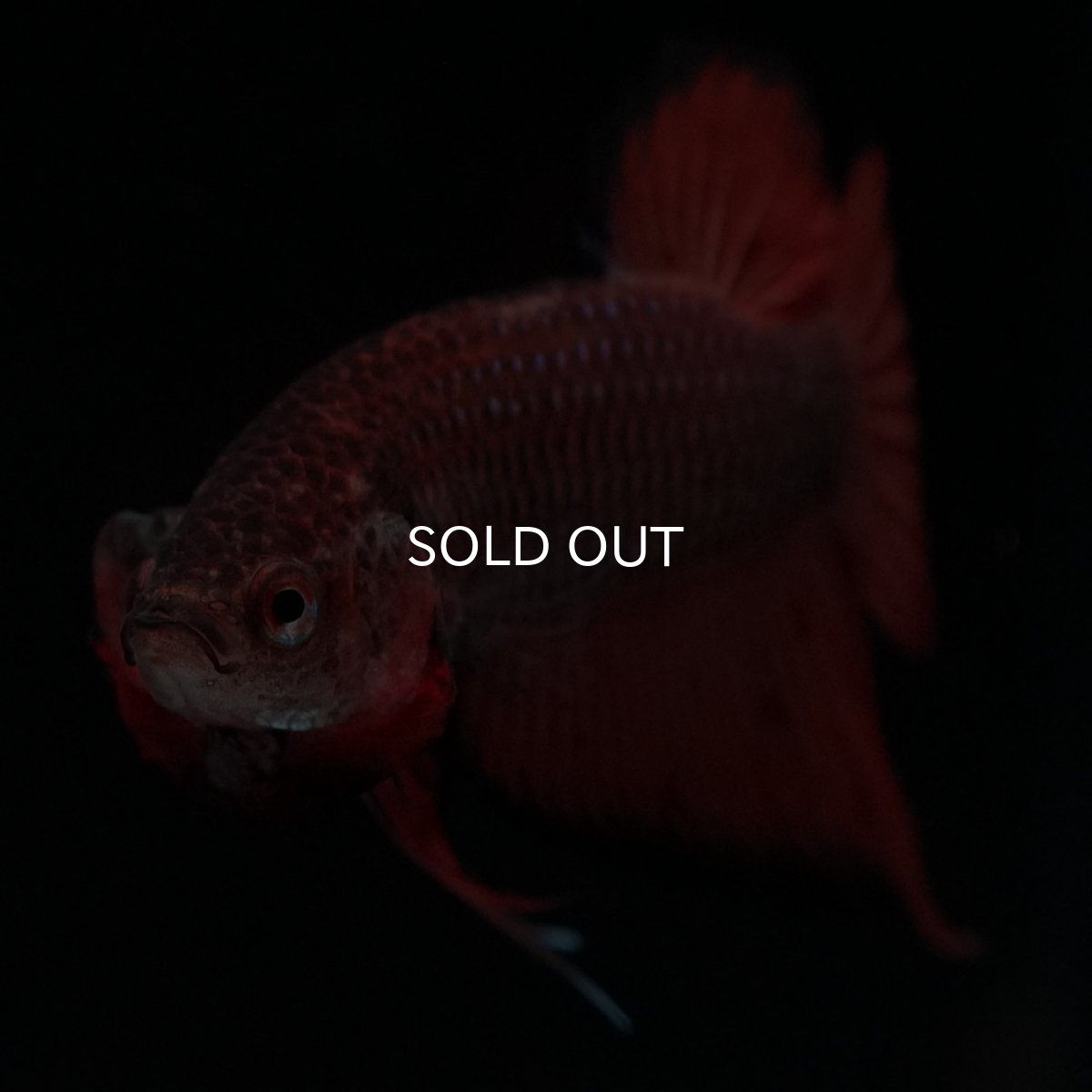 画像3: ワイルドハイブリッド (3)