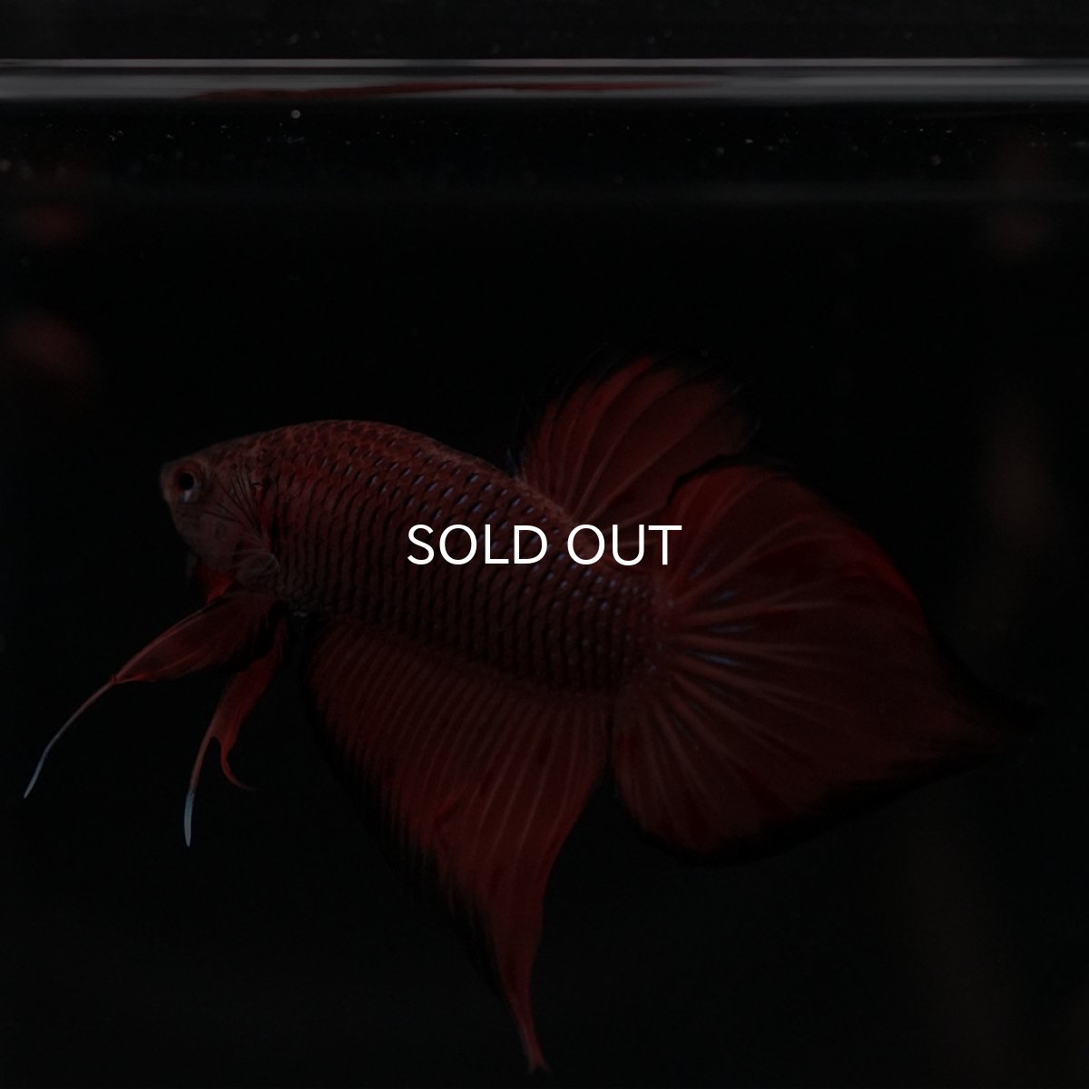 画像7: ワイルドハイブリッド (7)