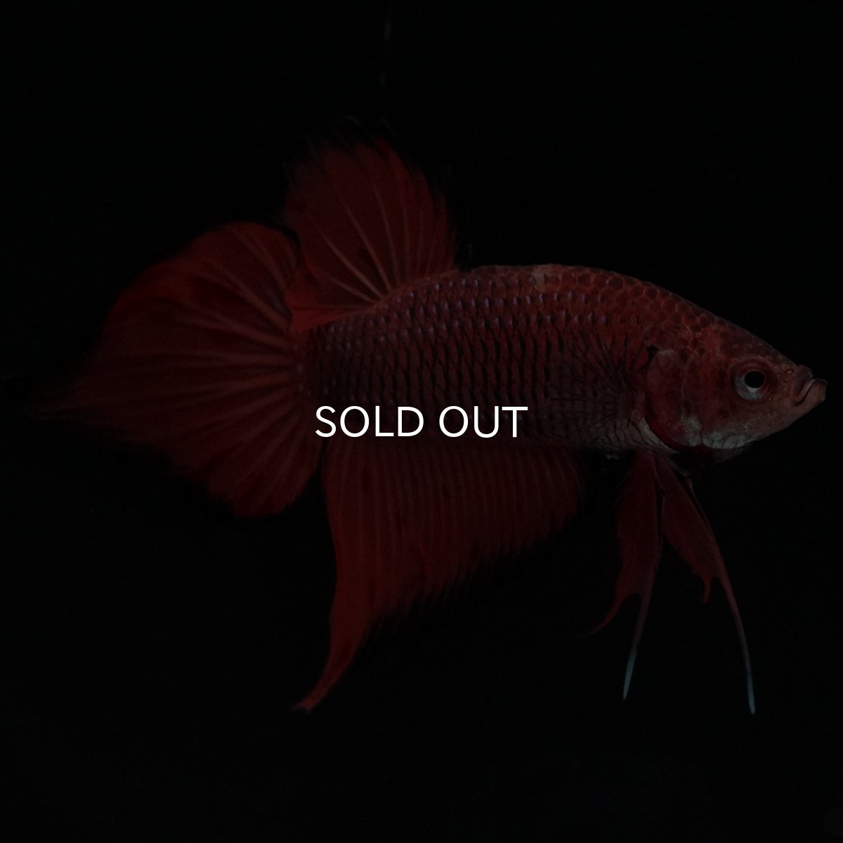 画像2: ワイルドハイブリッド (2)